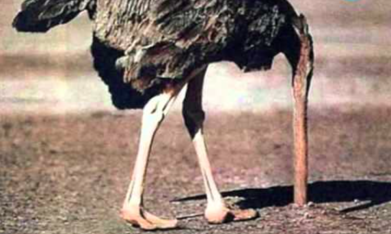 Comment se cuit l'autruche ?