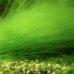 Comment se débarrasser des algues filamenteuses dans un aquarium ?