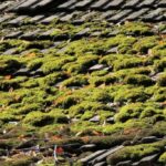 Comment se débarrasser des mousses et lichens ?