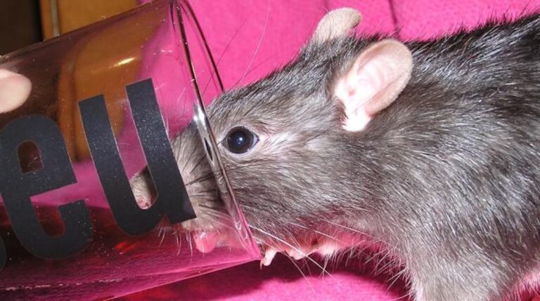 Comment se débarrasser des rats avec du Coca ? Comment se débarrasser des rats avec du Coca ?