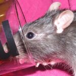 Comment se débarrasser des rats avec du Coca ?