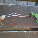 Comment se débarrasser du trèfle oxalis ?