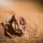 Comment se forme les roses des sables dans le désert ?