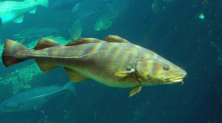 Comment se mange de la morue ?