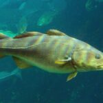 Comment se mange de la morue ?