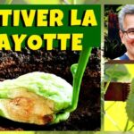 Comment se mange la christophine ?