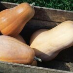 Comment se mange la sucrine du Berry ?