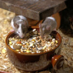 Comment se mange la teurgoule ?