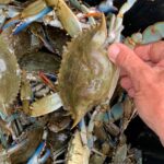 Comment se mange le crabe bleu ?
