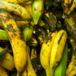 Comment se mange le plantain ?