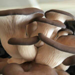 Comment se mange les pleurotes ?