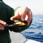 Comment se mange une dorade ?