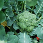 Comment se plante le brocoli ?