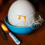 Comment se procurer un œuf d'autruche ?