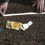 Comment semer des graines en ruban ?
