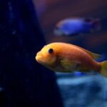 Comment s'occuper d'un bébé poisson ?