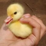 Comment s'occuper d'un petit caneton ?