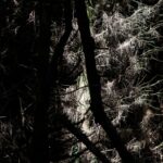 Comment soigner un tronc d'arbre malade ?