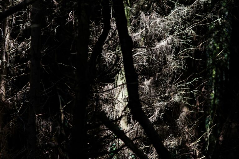 Comment soigner un tronc d'arbre malade ?