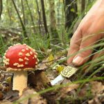 Comment soigner une intoxication aux champignons ?