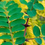 Comment sont les feuilles du robinier ?