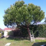 Comment sont les racines d'un pin parasol ?