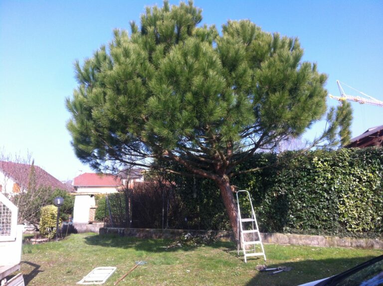 Comment sont les racines d’un pin parasol ? Comment sont les racines d'un pin parasol ?