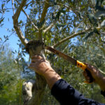 Comment tailler la ciboulette pour l'hiver ?