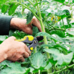 Comment tailler les épinards ?