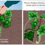 Comment tailler les plants de courgettes ?