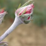 Comment traiter l'oïdium naturellement ?