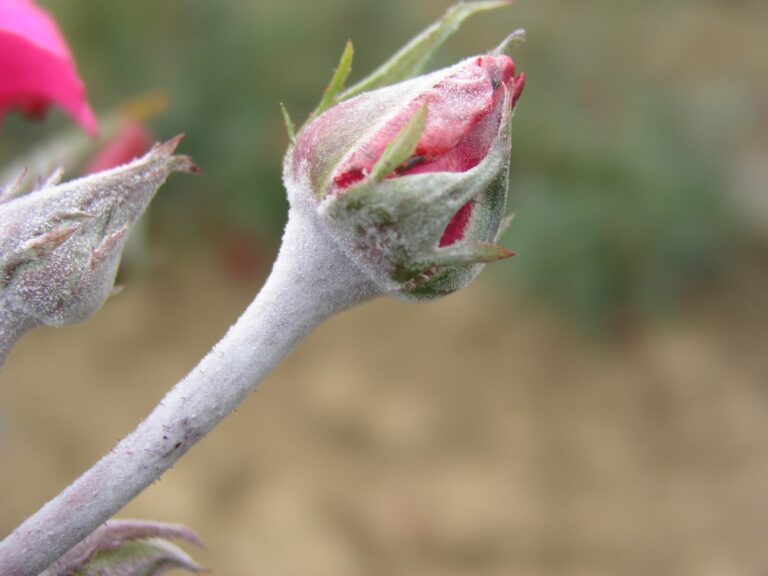 Comment traiter l'oïdium naturellement ?