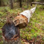 Comment traiter un tronc d'arbre coupé ?