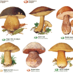 Comment trouver le nom d'un champignon ?