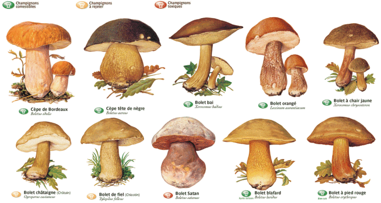 Comment trouver le nom d’un champignon ? Comment trouver le nom d'un champignon ?
