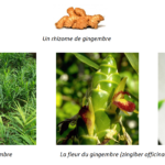 Comment trouver le nom d'une fleur ?