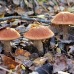 Comment trouver un bon coin à champignon ?