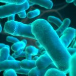Comment tuer bactérie Listeria ?
