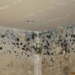 Comment tuer les champignons sur les murs ?