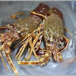 Comment tuer une langouste vivante ?