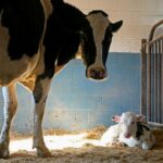 Comment une vache produit du lait durant une année ?