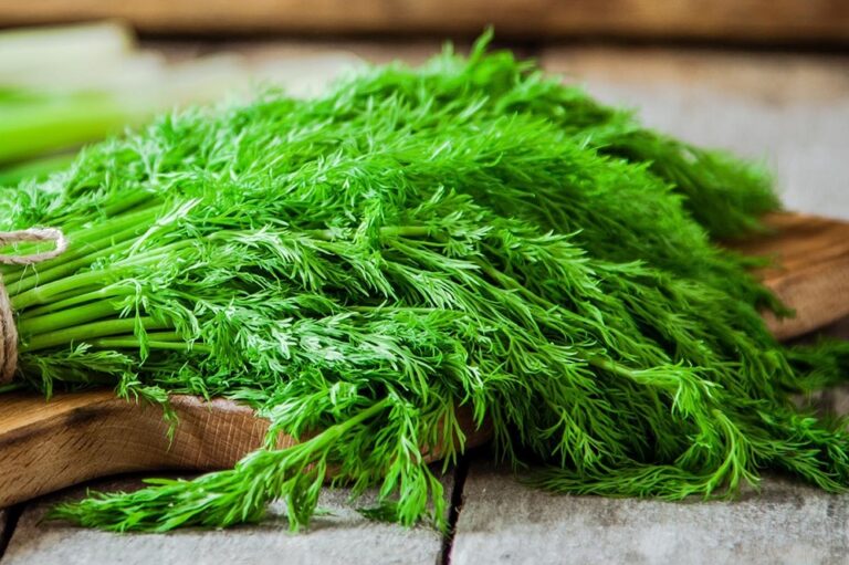 Comment utiliser de l’aneth ? Comment utiliser de l'aneth ?