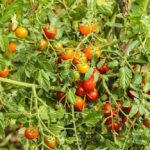 Comment utiliser des petites tomates ?