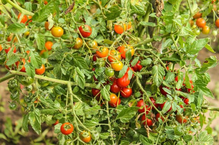 Comment utiliser des petites tomates ?