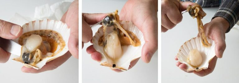 Comment utiliser la coquille Saint-jacques ?