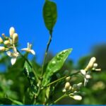 Comment utiliser la fleur d'oranger pour bébé ?