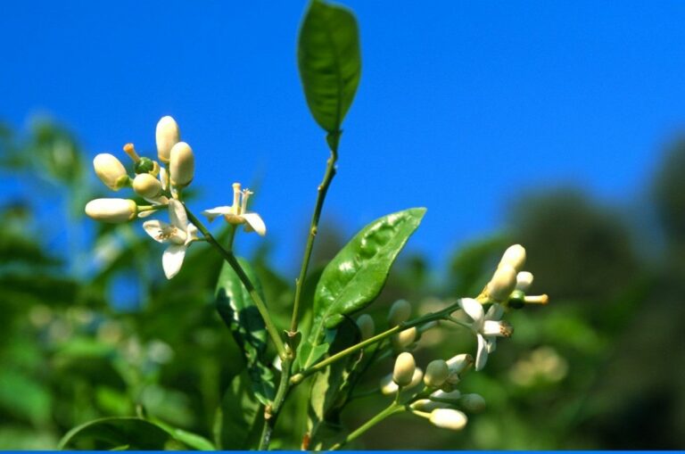 Comment utiliser la fleur d'oranger pour bébé ?