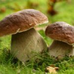 Comment utiliser la mousse des cèpes ?