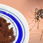 Comment utiliser le Calvados ?