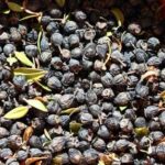 Comment utiliser le myrte ?